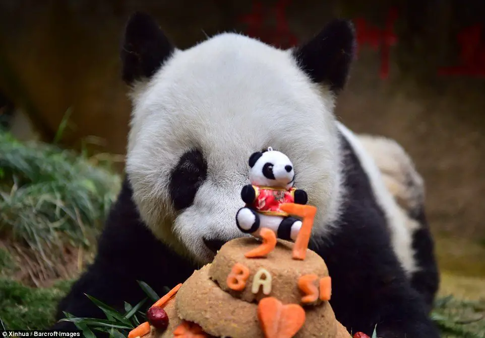 Worlds Oldest Panda Bear Dies In China ⋆ The Costa Rica News