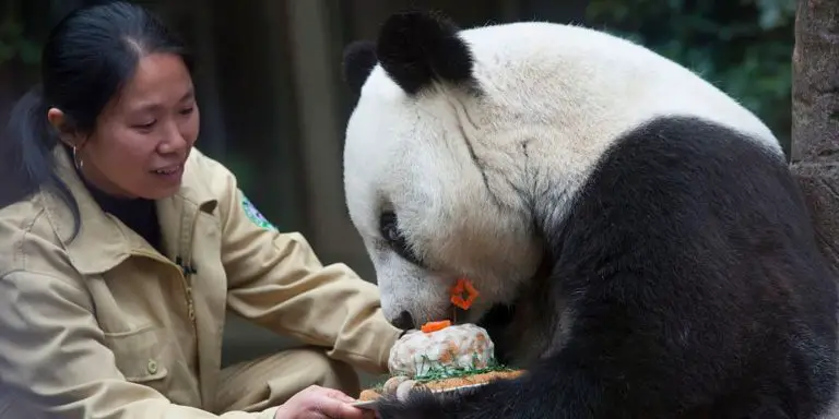 World’s Oldest Panda Bear Dies in China