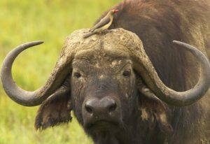 African buffalo