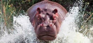 Hippo