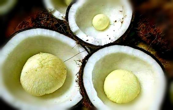 Coconut Embryo