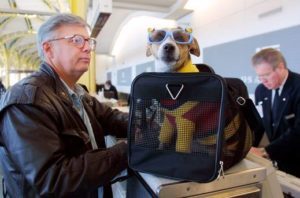 Puppies are likely to be carried in travel sports bags.