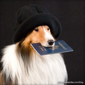 Animals are also required to have documents when traveling abroad.