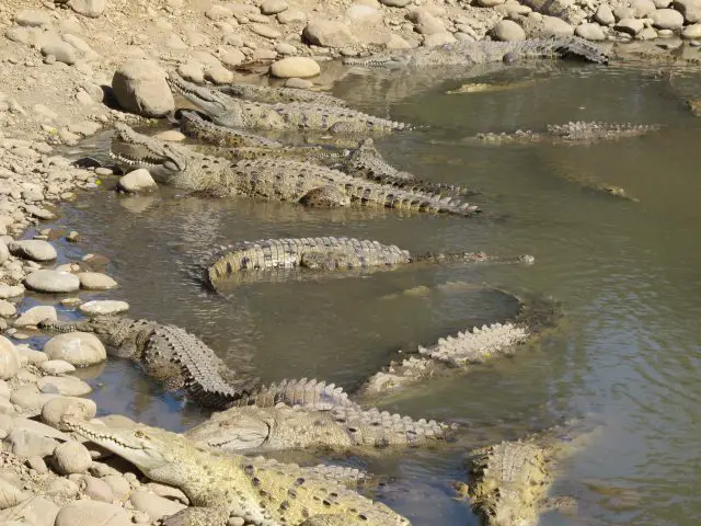 Crocodile lagoons
