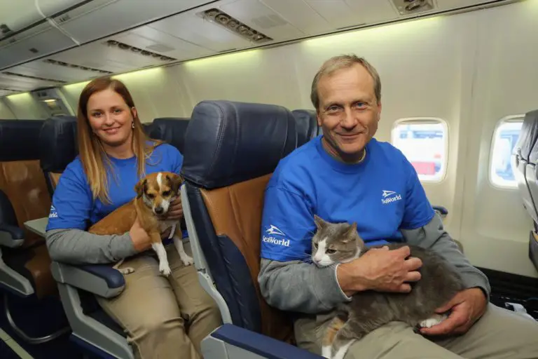 Some pet owners like to travel with them.