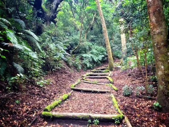 Bosque de Prusia