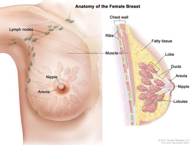 Anatomy of the female breast