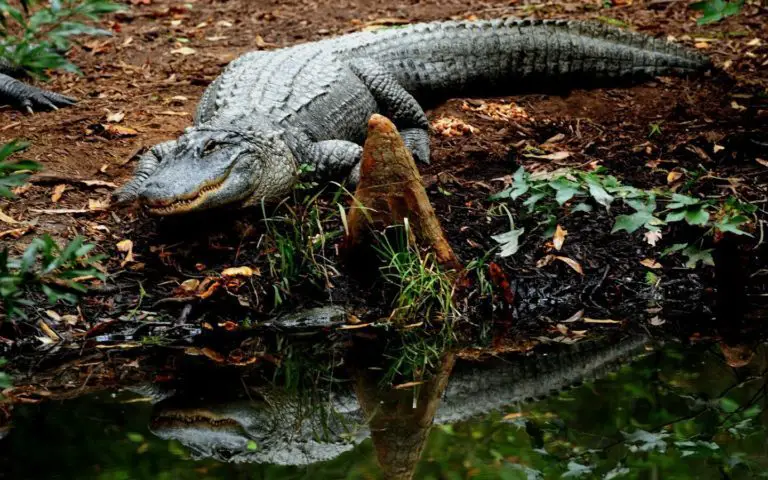 One of the World’s Strangest Jobs is in Costa Rica