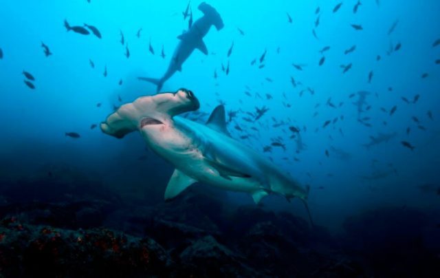 Hammerhead shark in Cocos Islands