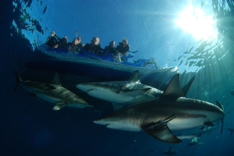 Scientists Study Shark Population Growth in Isla del Coco