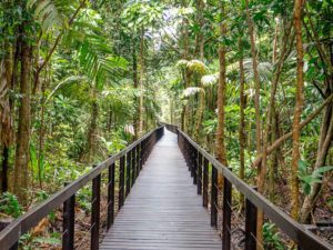 One of the main trails of the Cahuita National Park.