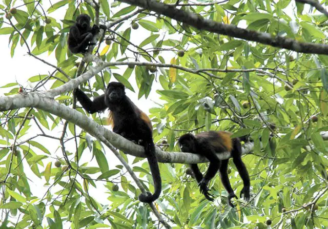 Monkey Congo families living in the park