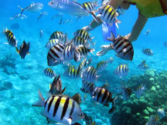 Biodiversity in Costa Rica is so abundant in species.