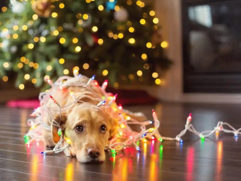 How to Take Care of Your Pet in Christmas Season