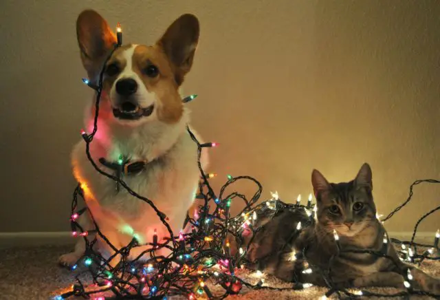 Home pets are likely to mess with Christmas ornaments.