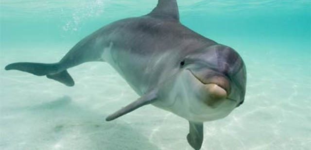 Dolphins are human-friendly animals.