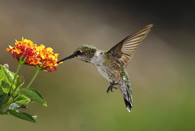 Hummingbirds are so gracious when feeding from flowers nectar.