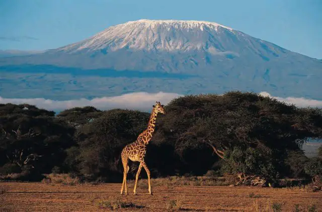 Kilimanjaro is considered an extinct volcano in Africa.