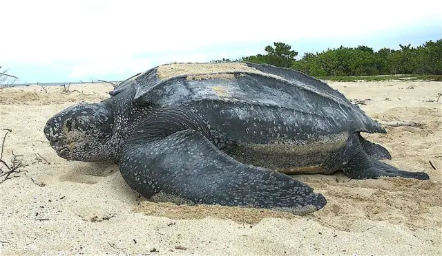 This is one of the largest sea turtle species.