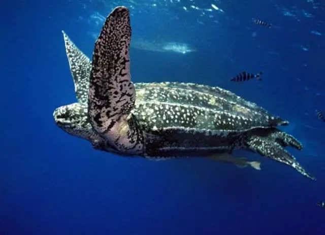 This is the largest and heaviest turtle species of the world.