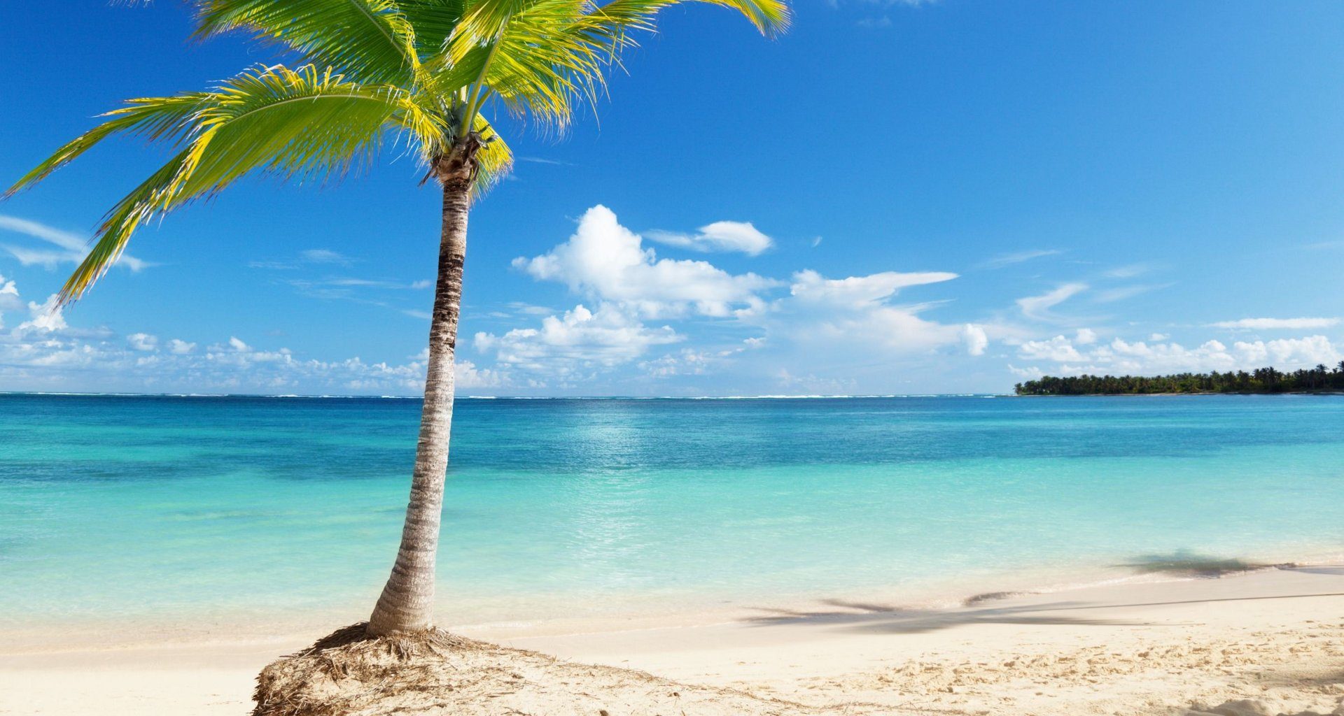 Palm Tree on Costa Rican Beach | The Costa Rica News