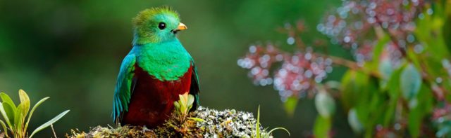 Quetzal are really beautiful birds.