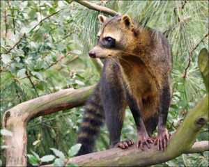 Small mammals like raccoons are present almost everywhere in Costa Rica.