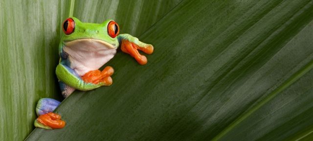 This frog shows very lively colors.