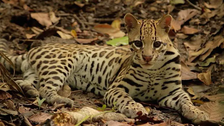 Costa Rica: A Paradise of the Animal Kingdom
