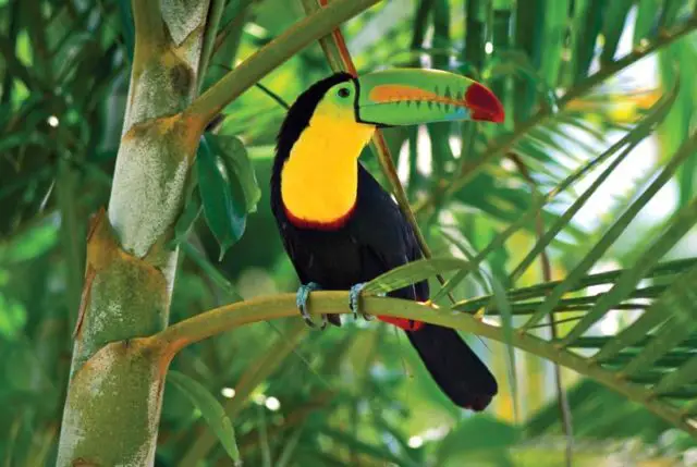 Toucans are colorful birds with large beaks.