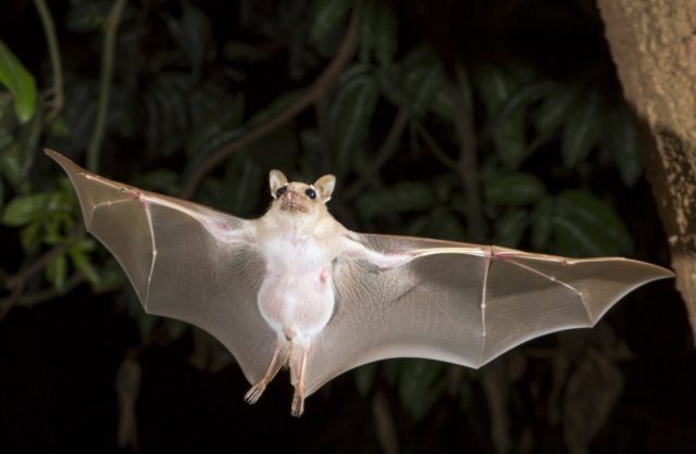 White bats are one of the many specia of bats.