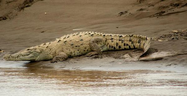 Crocodiles are large reptiles with extraordinary power to rapid attacks.