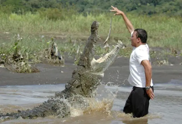The feeding a crocodile act looks as a very dangerous act.