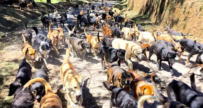 Dog Parks in Costa Rica: Happiness for your pet ⋆ The Costa Rica News