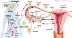 Progesterone - Uterus