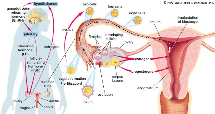 What To Know About Low Progesterone The Costa Rica News what-to-know-about-low-progesterone-the-costa-rica-news