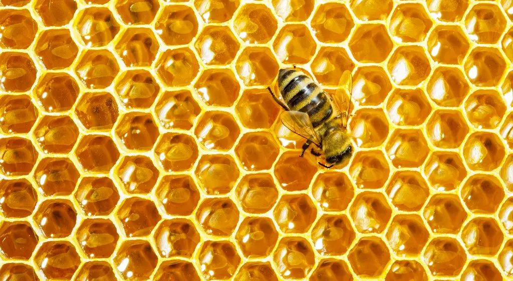 Bees are the most popular honey maker insects.