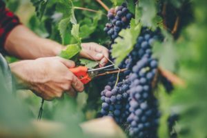 grape harvest