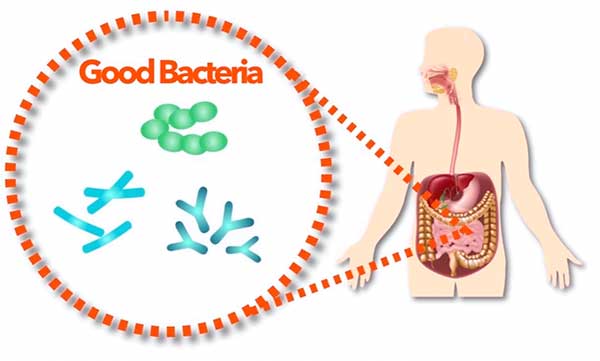 The presence of good bacteria is necessary for an efficient process of digestion.