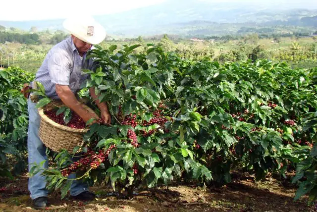 Coffee beans harvest