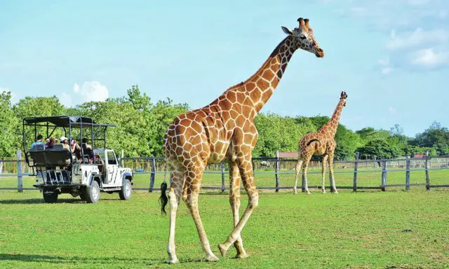 Pondrosa Adventure Park is very similar to the African Savannah.