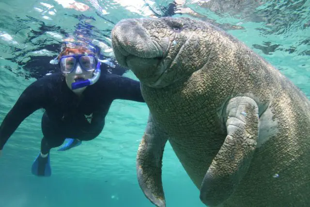 Manatees are friendly and non-aggessive animals.