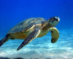 Sea turtles are among the heaviest species of turtles.