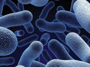 Probiotics are very important agents for the bacterial flora.