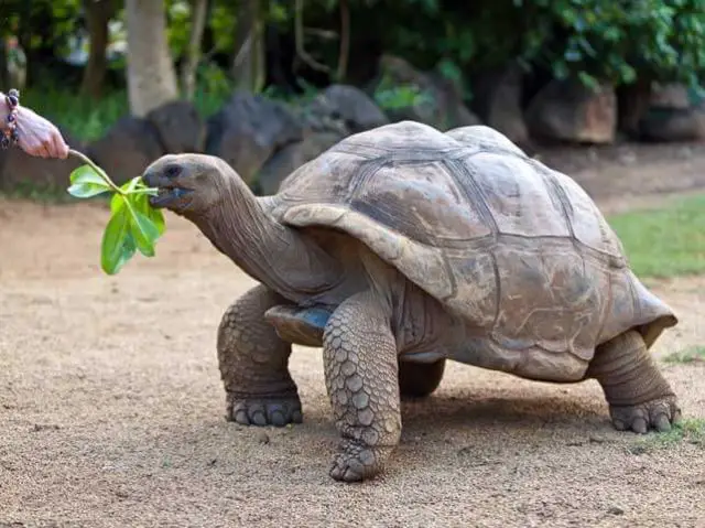 generally speaking, the term tortoise applies for any terrestrial turtle.
