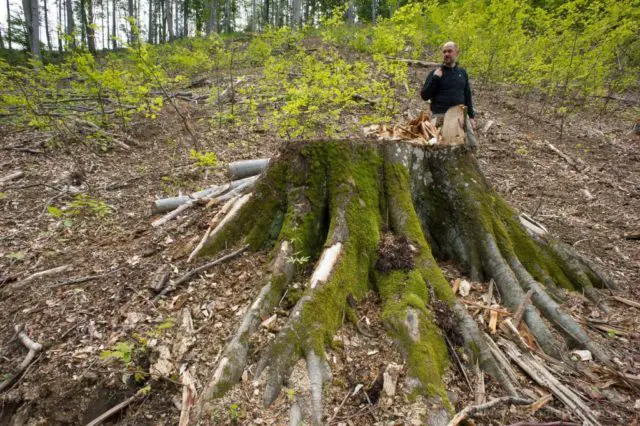 A big tree cut down