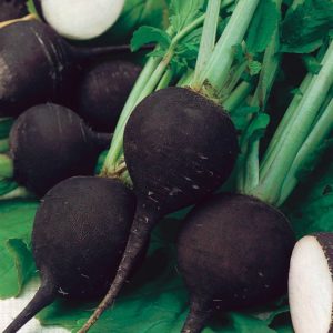 Black Winter radish