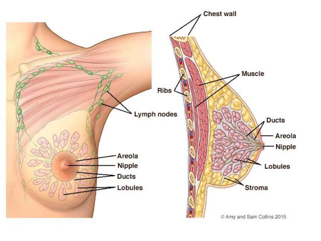 Breast parts diagram
