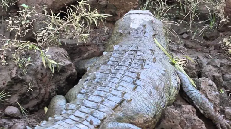 Meet the Incredible Crocodiles of the Tárcoles River