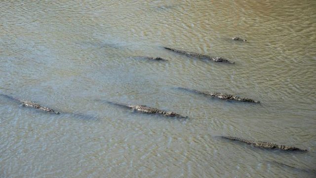 Crocodiles moving in the Tárcoles River